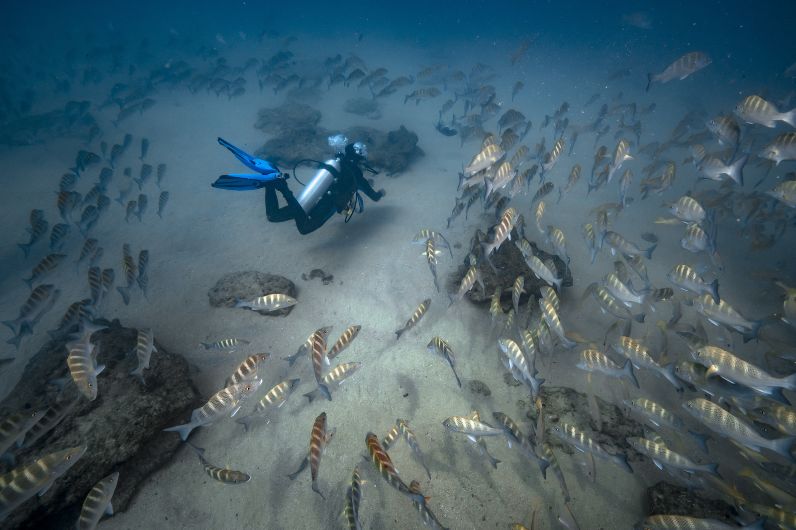 Voyage Mer de Cortez - Mexique - Amerique Centrale