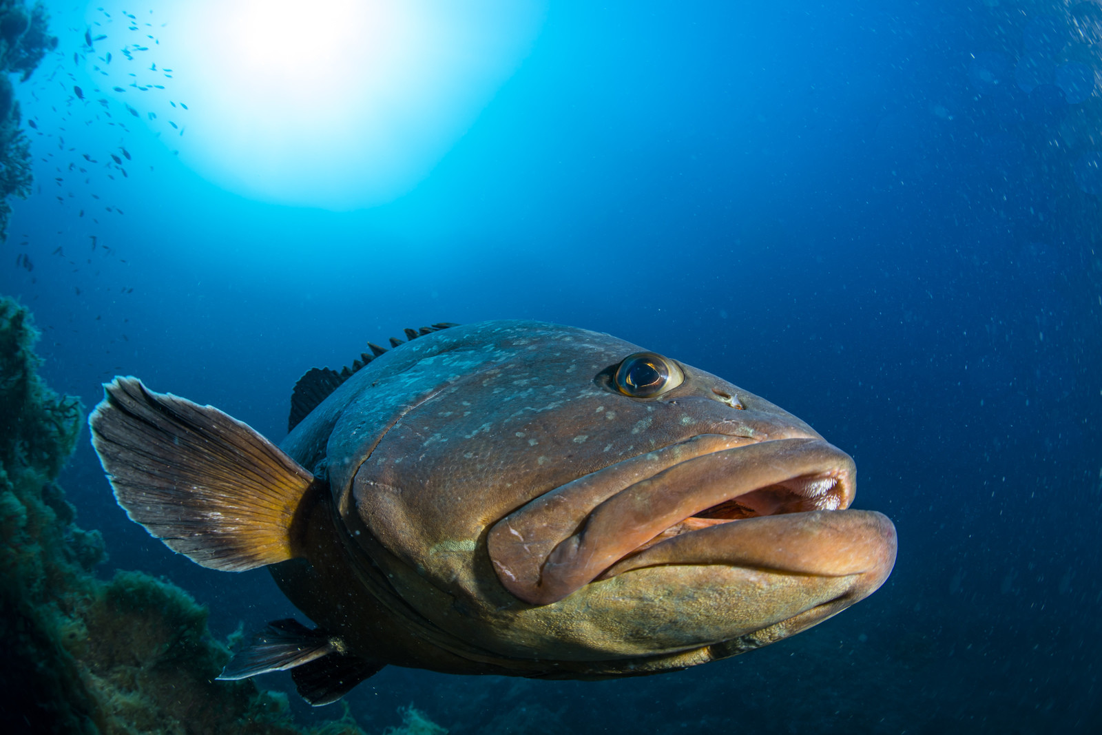 Mérou sombre -Epinephelus marginatus