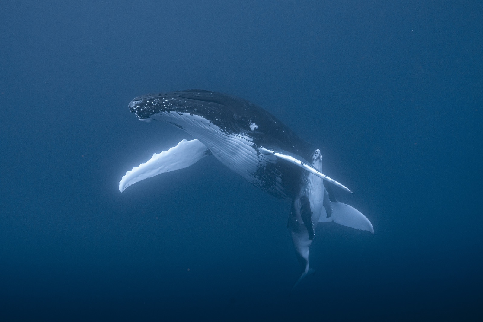 © Guillaume Ruoppolo-7351.jpg