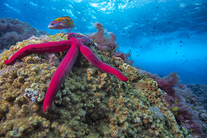 Mer Mediterranée - Region Costa Blanca - Plongée Sous  Marine - Espagne - Faune sous Marine - Sous l'eau - Europe